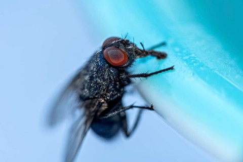 Blow fly