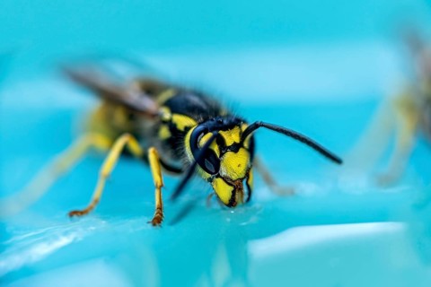 German wasp