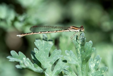 Female