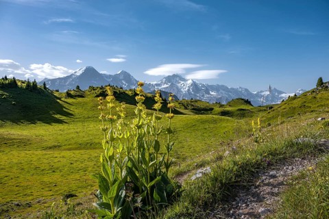 Yellow gentian