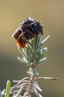 Hornfaced bee
