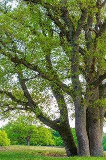 Oaks