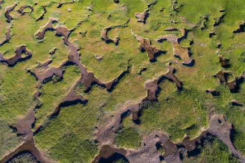 Salt marshes in front of the dike