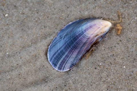 Mytilus