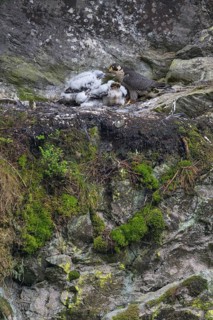 Peregrine falcon Falcon