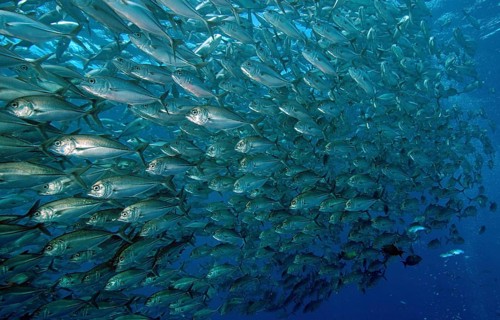 Shoal of bigeye mackerel