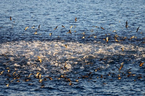 Bubbling sea as seabirds and predators hunt for a school of fish