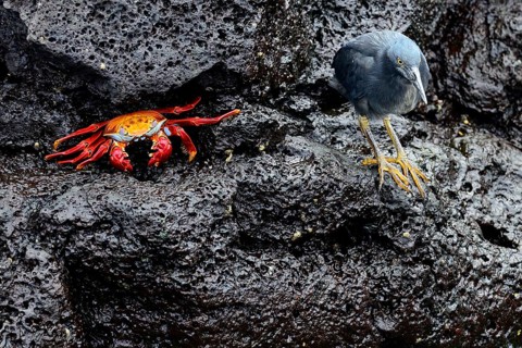 Lava Heron