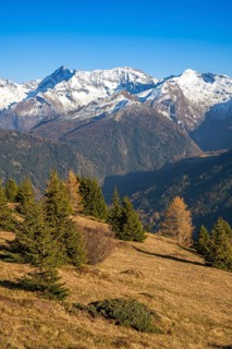Autumn larch meadows