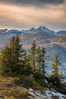 Spruces at Padauner Kogl