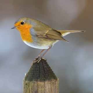 European robin