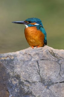 Common kingfisher