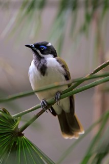 Blue-faced honeyeater