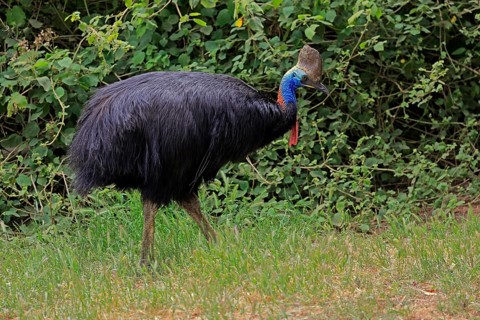 Double-wattled cassowary
