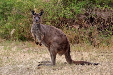 Kangaroo Island kangaroo