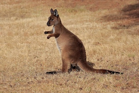 Kangaroo Island kangaroo