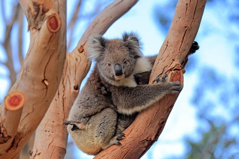 Koala