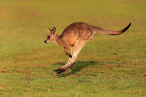 Eastern giant grey kangaroo