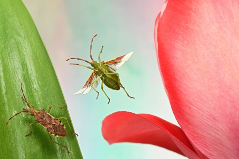 Box bug