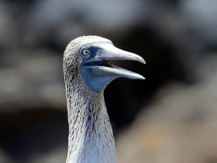 Blue-footed booby