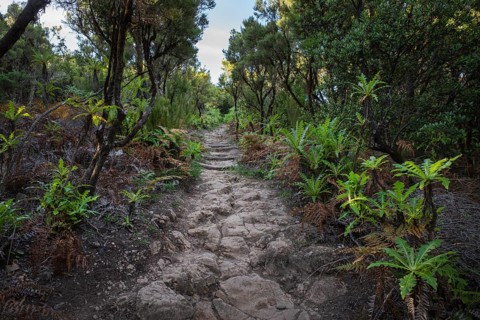 Hiking trail at Alto de Garajonay
