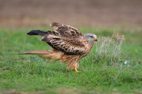 Red kite