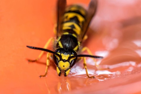 German wasp