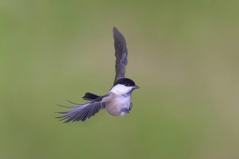 Willow tit