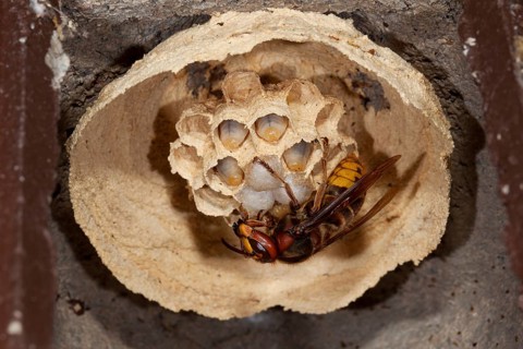 European hornet