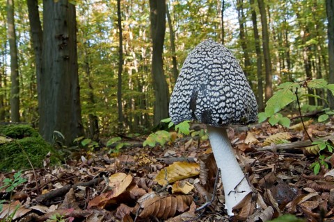 Magpie Fungus