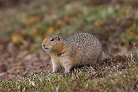 Arctic ground squirrel