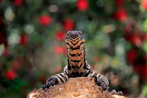 Lace monitor a