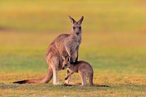 Eastern giant grey kangaroo