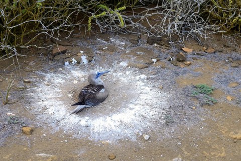 Blue-footed booby