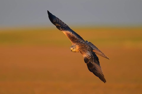 Red kite
