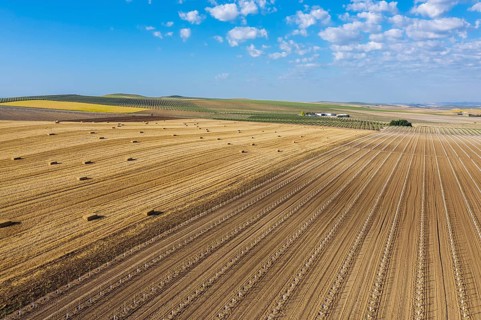 Bales of straw in cornfield after wheat harvest and cultivated young olive trees