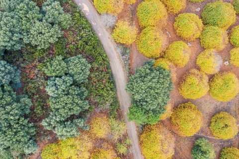 Sweet chestnut trees