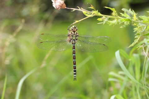 Southern Hawker