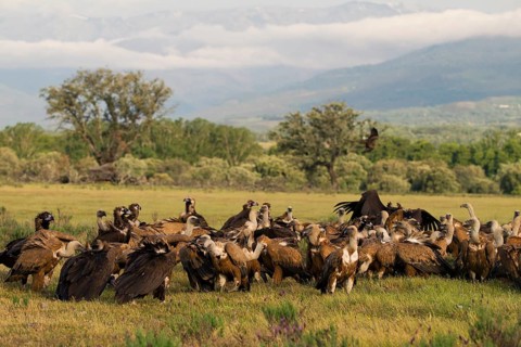 Black Vulture and Griffon Vulture