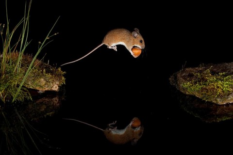 Yellow-necked mouse