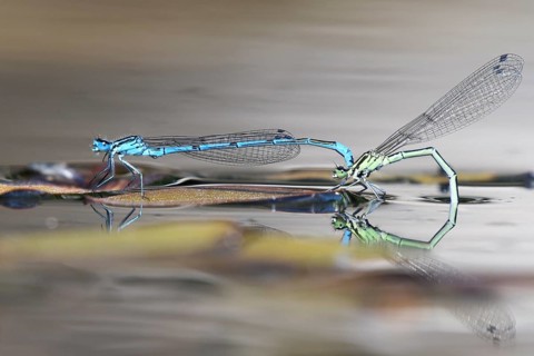 Mating of the Azure damselfly