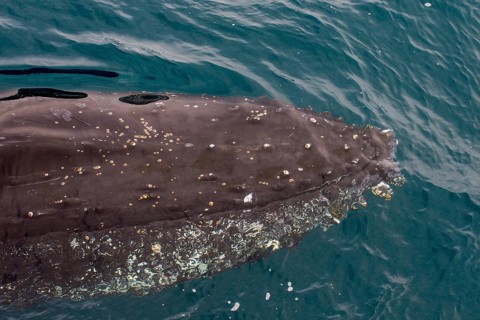 Humpback whale