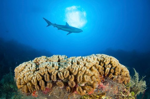 Smooth flower coral