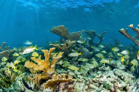 Elkhorn coral