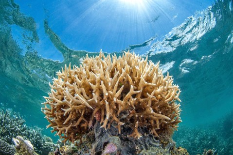 Staghorn coral