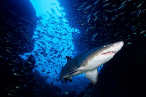 Sand tiger shark