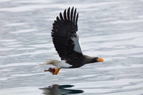 Steller's sea eagle