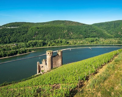Ehrenfels Castle Ruin in the Vineyards on the Rhine