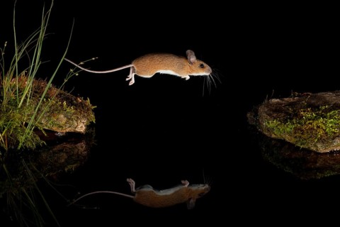 Yellow-necked mouse