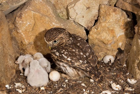 Little owl